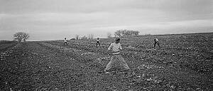 Beet field, Granada, 1942