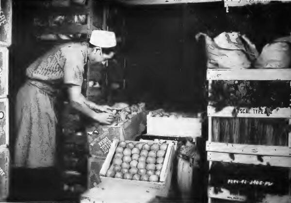 An evacuee checker inspecting fresh vegetables at Fresno (California) Assembly Center