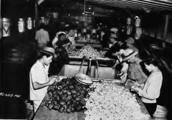 Evacuee workers at the Santa Anita (California) Assembly Center preparing vegetables for cooking