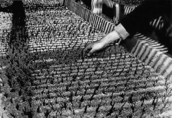 Tiny guayule plants being thinned out and replanted for the production of rubber at Manzanar (California) Reception Center