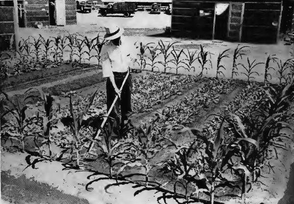 A Japanese evacuee hoeing in his garden at Fresno (California) Assembly Center